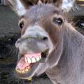 Donkey Show's Avatar