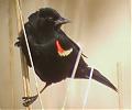 Blackbird's Avatar
